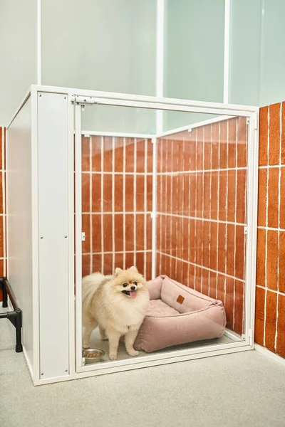 Adorável pomeranian pé perto de cama de cachorro macio e tigela com kibbles em canil confortável — Fotografia de Stock