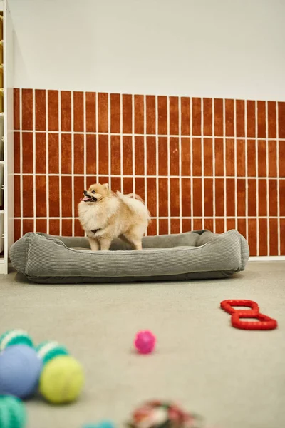 Soffice spitz pomerania in piedi su un morbido lettino vicino ai giocattoli sul pavimento in un accogliente hotel per animali domestici — Foto stock