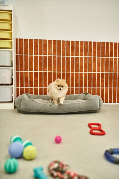 Spitz pomeraniano giocoso che salta da letto di cane verso giocattoli di pavimento in albergo di animale domestico, felicità canina — Foto stock