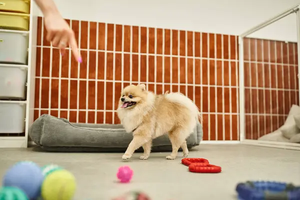 Vista ritagliata di dog sitter che punta a giocattoli vicino divertente pomerania spitz in pet hotel, doggy playtime — Foto stock