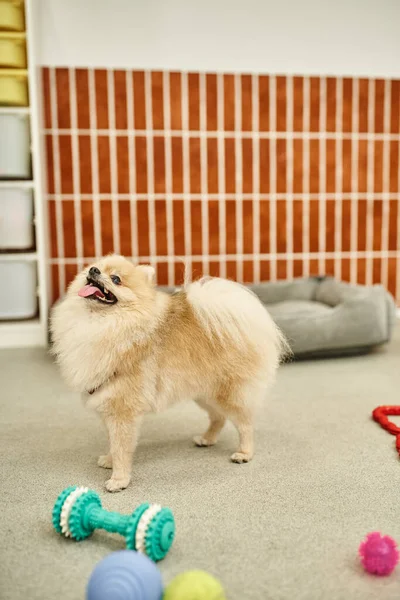 Funny pomeranian with tongue out standing near toys in welcoming pet hotel, pet-friendly concept — Stock Photo