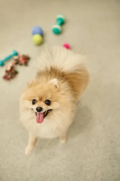 Delightful pomeranian spitz looking at camera near blurred toys in pet hotel, doggy playtime — Stock Photo