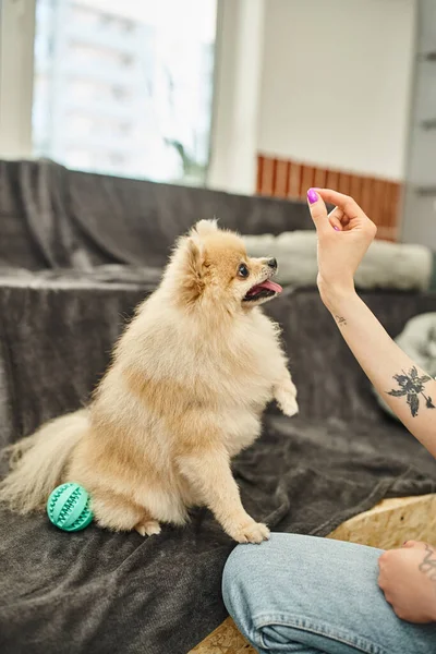 Vista ritagliata della dog sitter tatuata con trattamento vicino al cane soffice durante la lezione di allenamento in pet hotel — Foto stock