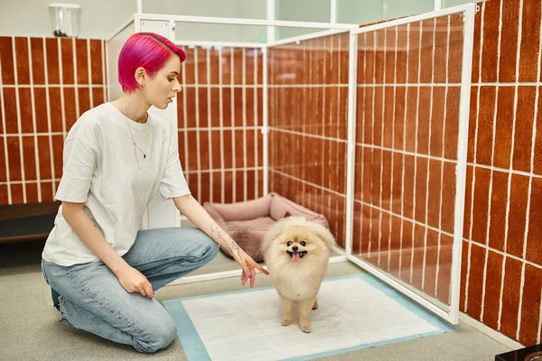 Purpurfarbener Hundesitter gewöhnt gehorsamen Pommernspitz an Pinkelkissen in komfortablem Zoohotel — Stockfoto