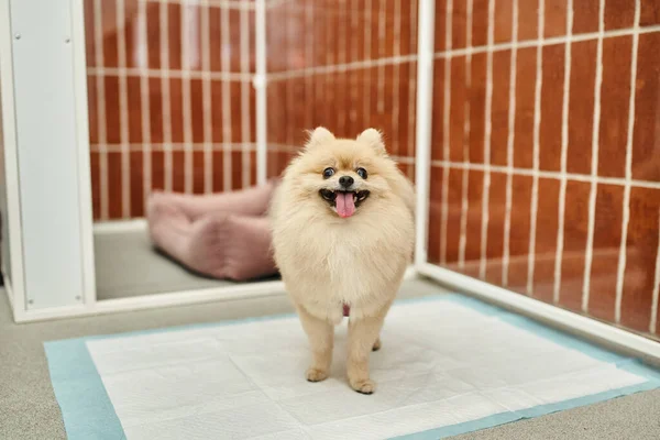 Loveable pomeranian spitz standing on pee pad near comfortable kennel in pet hotel, cozy stay — Stock Photo