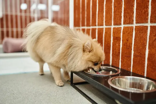 Pomeranian spitz beber água de tigela stand perto de canil aconchegante em pet hotel, conceito cão-friendly — Fotografia de Stock