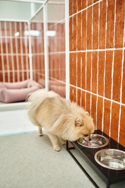Soffice cane di razza pura acqua potabile da ciotola stand vicino canile accogliente in accogliente pet hotel — Foto stock