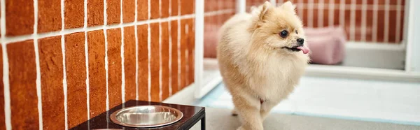 Cute and furry pomeranian spitz sticking out tongue near stand with bowl in modern pet hotel, banner — Stock Photo