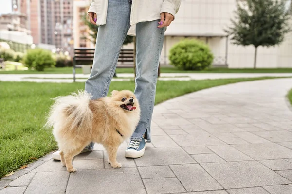 Cropped view of woman near funny pomeranian spitz sticking out tongue during walk on street — Stock Photo