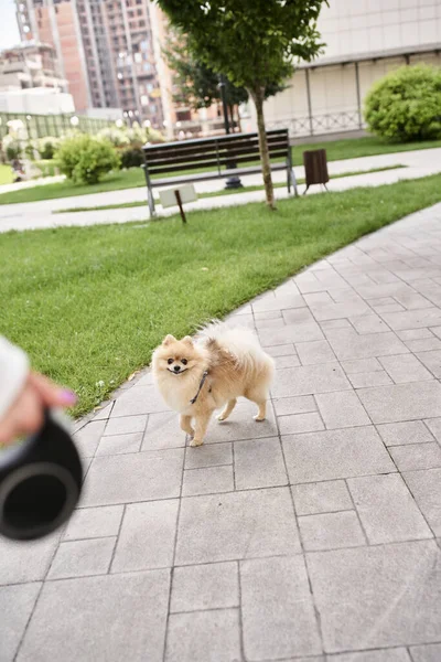 Adorable spitz poméranien marchant dans la rue près de propriétaire femelle cultivée, bonheur chien et loisirs — Photo de stock