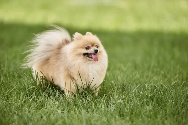 Adorable spitz pomeraniano sobresale lengua mientras camina sobre césped verde en el parque, fotografía de mascotas - foto de stock