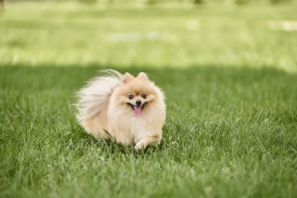 Juguetón pomeranian spitz caminar sobre verde hierba en parque y sobresaliendo lengua, perro felicidad - foto de stock