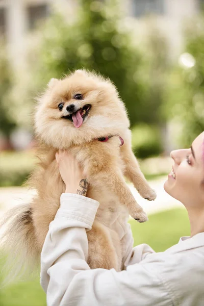 Joyful pomeranian spitz sticking out tongue in hands of smiling female owner, doggy happiness — Stock Photo