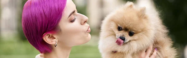 Donna dai capelli viola labbra bronzanti e tenendo spitz pomerania divertente sporgere lingua, striscione — Foto stock