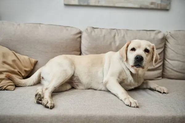 Companheiro animal, labrador bonito deitado no sofá confortável na sala de estar dentro do apartamento moderno — Fotografia de Stock