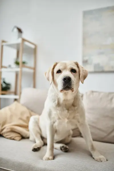 Animal compañero, labrador sentado en cómodo sofá en sala de estar dentro de apartamento moderno - foto de stock