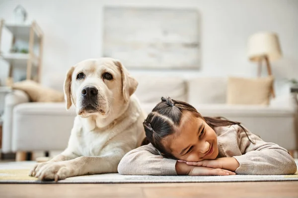 Cute elementary age girl in casual wear lying on carpet with labrador in modern living room — Stock Photo
