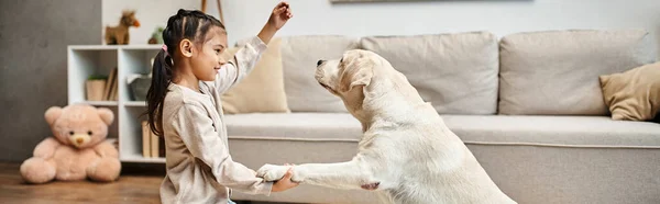Мила дівчина в повсякденному одязі грає з лабрадором і дає ласощі у вітальні, навчає собака банер — стокове фото