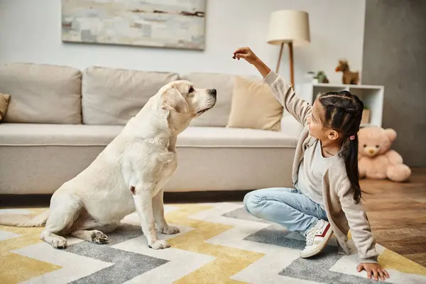 Niedliches Mädchen in Freizeitkleidung, das mit Labrador spielt und im Wohnzimmer Leckereien gibt, Kind trainiert Hund — Stockfoto