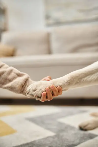 Cute labrador giving paw to little girl in modern living room, cropped shot of kid and dog — Stock Photo