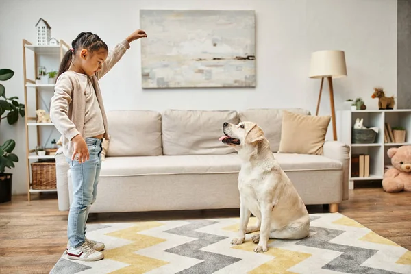 Cute girl in casual wear training labrador in living room, kid giving treat while teaching dog — Stock Photo