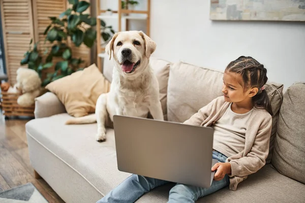 Nettes Mädchen im Grundalter sitzt auf Sofa und benutzt Laptop in der Nähe von Labrador-Hund in moderner Wohnung — Stockfoto