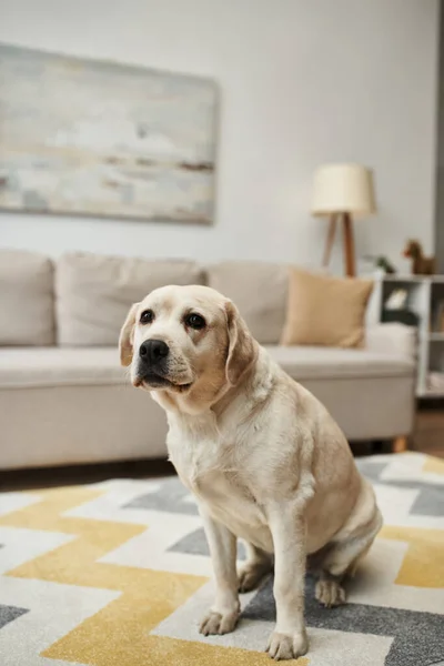 Животное компаньон, милый лабрадор собака сидит на ковре в гостиной внутри современной квартиры — стоковое фото