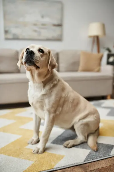 Animal companion, adorable labrador dog sitting on carpet in living room inside of modern apartment — Stock Photo