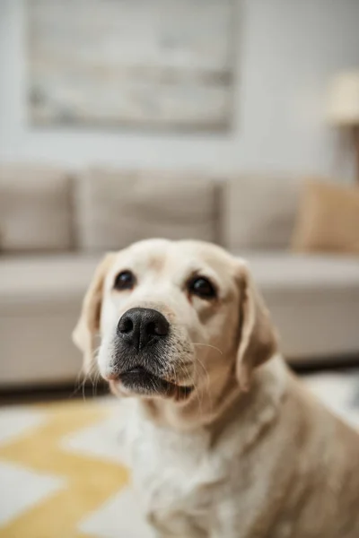 Domestic animal portrait, adorable labrador dog looking at camera in living room in modern apartment — Stock Photo