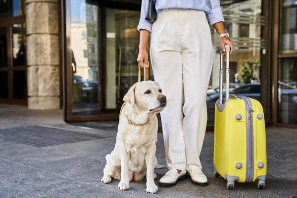 Cropped african american woman with labrador and yellow suitcase standing outside pet-friendly hotel — Stock Photo