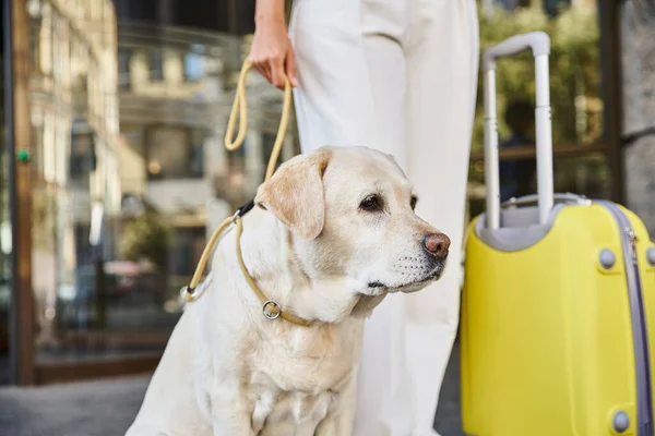 Femme afro-américaine cultivée avec labrador et bagages jaunes debout devant un hôtel acceptant les animaux de compagnie — Photo de stock