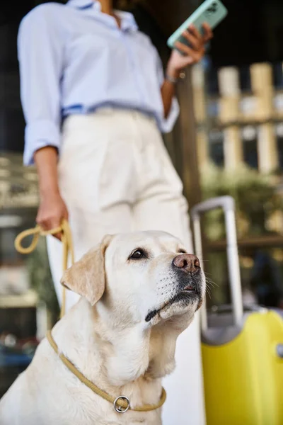 Focus on labrador near cropped traveler using her smartphone at a pet-friendly hotel entrance — Stock Photo