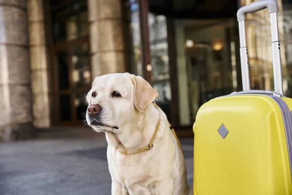 Labrador sentado ao lado de bagagem amarela perto da entrada do hotel pet friendly, conceito de viagem — Fotografia de Stock