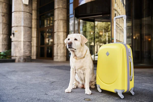 Lindo labrador sentado junto a la maleta amarilla cerca de la entrada del hotel que admite mascotas, concepto de viaje - foto de stock