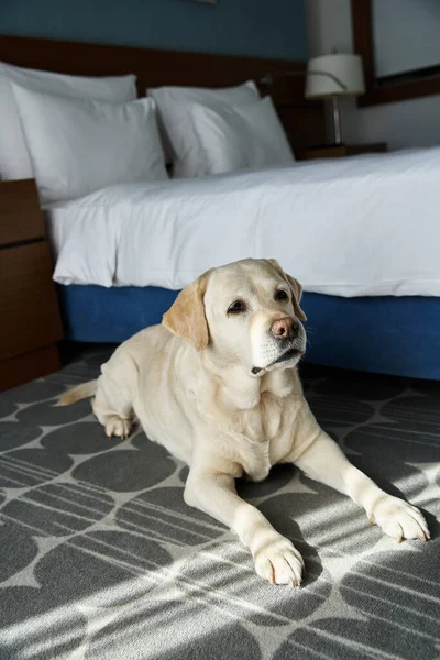 Lindo labrador blanco descansando cerca de la cama en una habitación de hotel que acepta mascotas, compañero de animales y viajes - foto de stock
