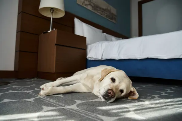 Милий білий лабрадор лежить біля ліжка в готельному номері для тварин, супутник тварин і подорожей — стокове фото