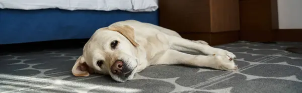 Pancarta de labrador blanco acostado cerca de la cama en una habitación de hotel que acepta mascotas, compañero de animales y viajes - foto de stock