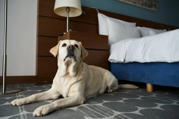 Labrador blanco acostado cerca de la cama en una habitación de hotel que admite mascotas, compañero de animales y concepto de viaje - foto de stock