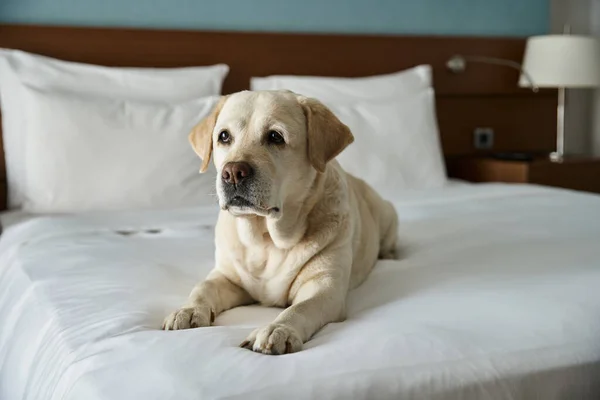 Милий білий лабрадор відпочиває на білому ліжку в готельному номері для домашніх тварин, супутник тварин і подорожей — стокове фото