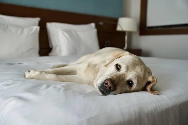 Labrador bianco appoggiato su un letto bianco in una camera d'albergo pet-friendly, compagno di animali e di viaggio — Foto stock