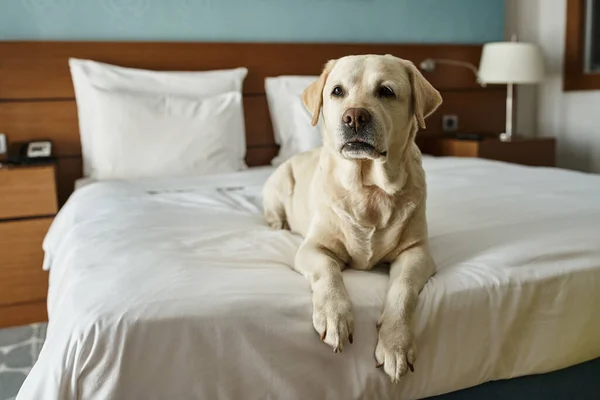 Labrador blanco acostado en una cama blanca en una habitación de hotel que admite mascotas, viaje con compañero de animales - foto de stock