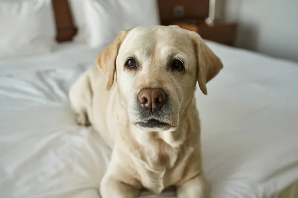Carino labrador sdraiato su un letto bianco in una camera d'albergo pet-friendly, viaggiare con compagno di animali — Foto stock