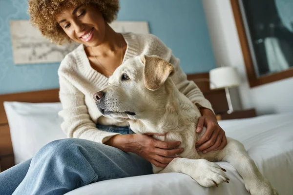 Curly and pleased african american woman smiling while cuddling labrador in pet-friendly hotel room — Stock Photo