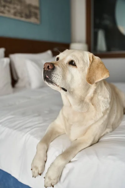 Labrador seduto su un letto bianco in camera d'albergo pet-friendly, compagno di animali durante il viaggio — Foto stock