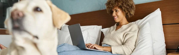 Молода афроамериканка працює на ноутбуці зі своїм лабрадором на ліжку в готельному номері, банер — стокове фото
