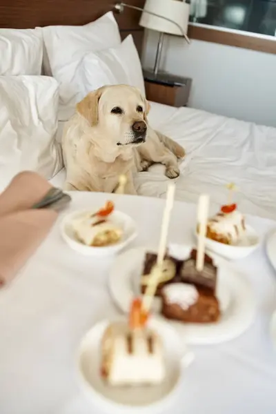 Labrador pacientemente esperando en la cama con servicio de habitaciones en primer plano borroso, hotel que acepta mascotas - foto de stock