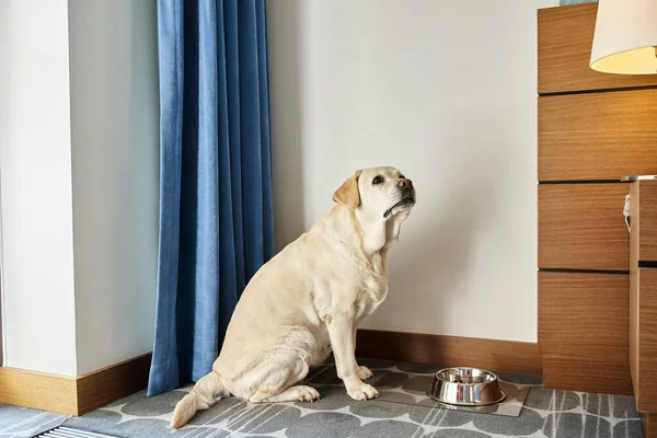 Cão labrador branco sentado ao lado da tigela com alimentos para animais de estimação em um quarto em um hotel pet-friendly, viajar — Fotografia de Stock