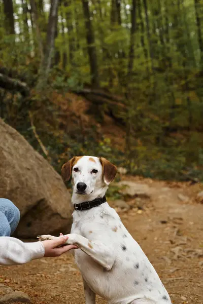 Фото счастливой милой собаки, дающей лапу, сидя в лесу с молодой девушкой во время похода — стоковое фото