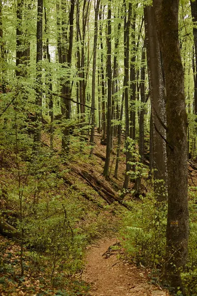 Sentier étroit dans une forêt de montagne verdoyante, avec mousse et feuilles sur les arbres, vue sur la nature de la forêt d'été — Photo de stock