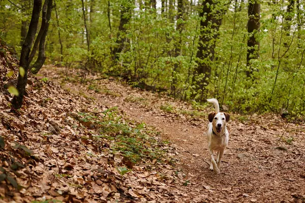 Photo of cute white dog running in forest. Nature photo of active dogs, pet in leaf fall — Stock Photo